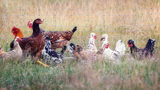 Many chickens rest happily on the chicken farm in the afternoon.