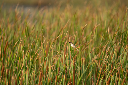 An ashy prinia sitting on a cattail plant