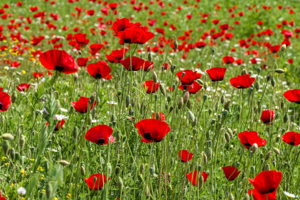 istock View of a meadow with red poppies and white daisies. Selective Focus 1394759018