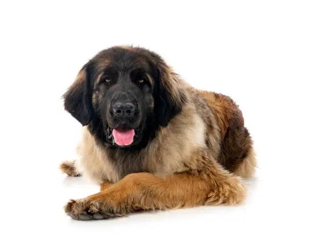 young Leonberger in front of white background