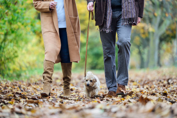istock Low angle view of terrier enjoying autumn walk with owners 1394760088