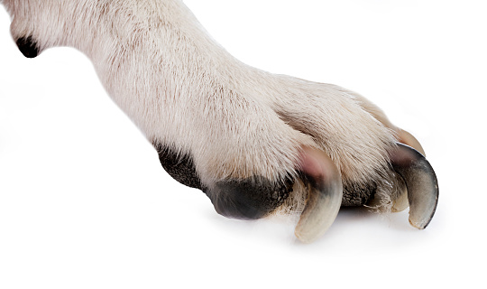paw and nails of dog in front of white background
