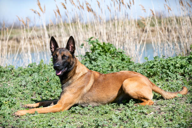istock training of belgian shepherd 1394760416