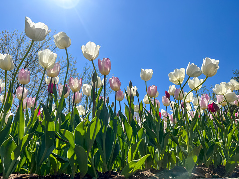 tulip flowers, natural background or surface with photo of beautiful white and pink tulip flowers against blue sky at garden in a sunny day in spring. beautiful floral background with selective focus