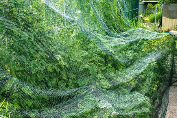 istock raspberry bed is covered with a protective net from birds. protection of berry crops in the garden 1394761775