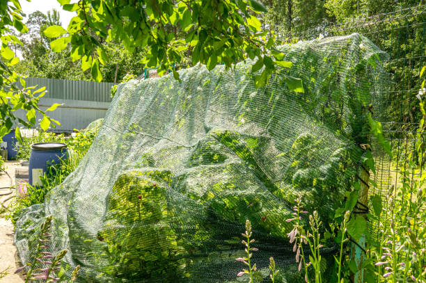 le lit de framboise est recouvert d’un filet de protection contre les oiseaux. protection des cultures de baies dans le jardin - bird netting cage birdcage photos et images de collection