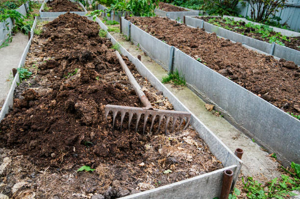 The vegetable bed is fertilized with manure in the autumn garden. Technology for growing vegetables on high beds stock photo
