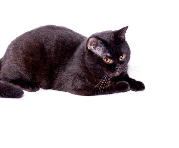 istock chic Scottish-British cat and a dark black-colored cat lying on a white background 1394761930