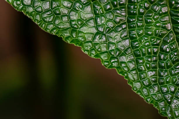 Detail of exotic leaf at the botanical garden stock photo