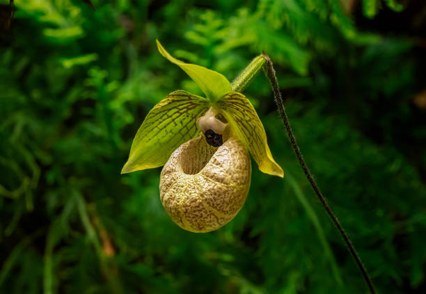 Carnivorous orchid In tropical forest stock photo