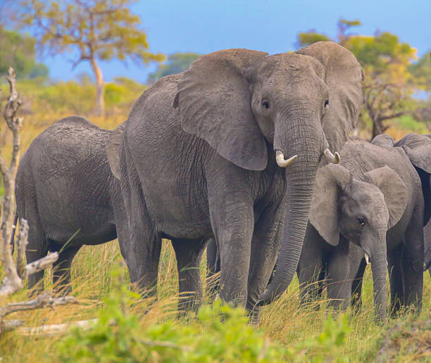 istock Family leader - Elephant 1394764523