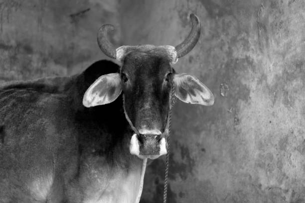 Indian bull standing in stockyard at home.