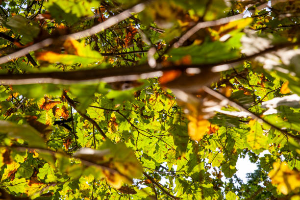 листва дуба желтеет осенью во время листопада - 2928 стоковые фото и изображения