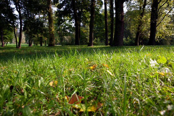 istock fallen autumn foliage of trees on green grass 1394766873
