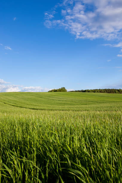 istock agricultural field where cereal wheat is grown 1394766891