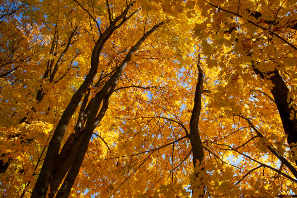 istock changes in nature during the autumn season 1394766911