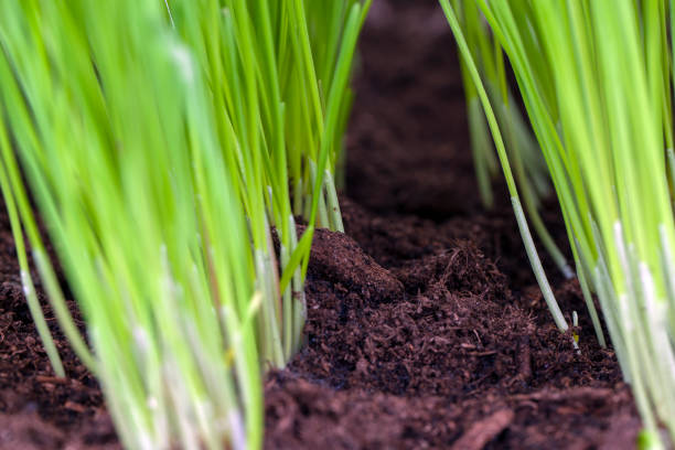 istock young sprouted wheat in the agricultural field 1394766931