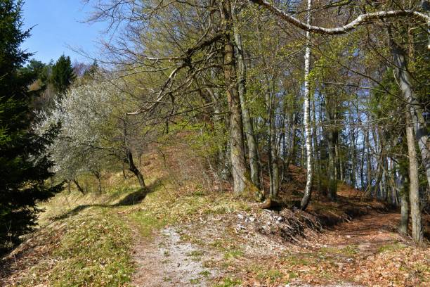 istock Forest in spring and a white blooming tree on the forest edge 1394767782