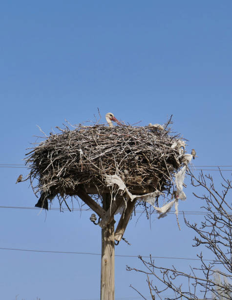 istock blue sky and a stork's nest, a stork in incubation, 1394767789