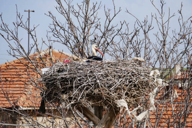 blue sky and a stork's nest, a stork in incubation,