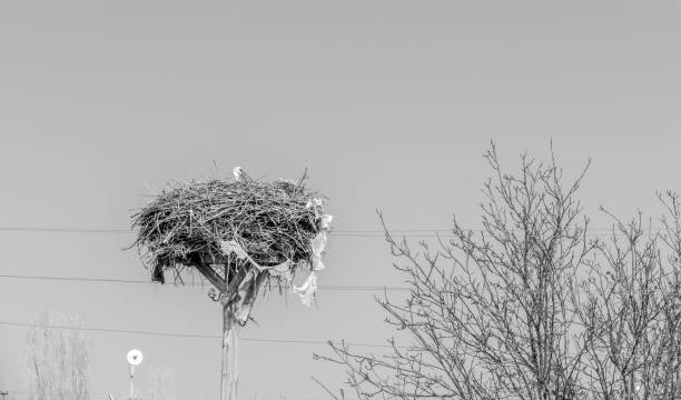 female storks that come to the same nest every year and brood,