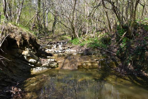 istock Stream flowing through a forest with spring herbaceous vegetation covering the ground 1394768076