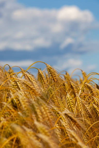 istock green yellow wheat cereals before harvest 1394768197