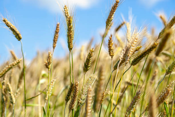 istock green yellow wheat cereals before harvest 1394768203