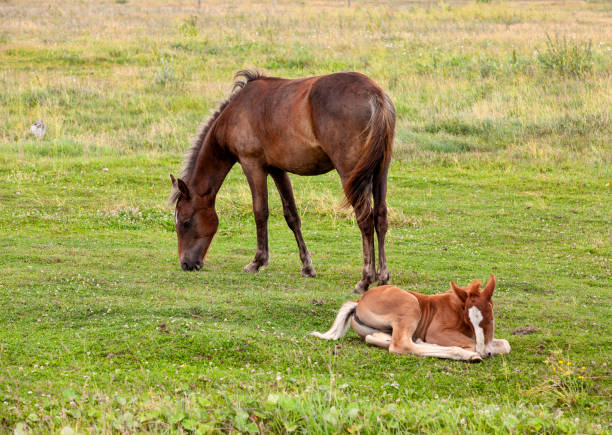 istock a domestic horse while grazing in a field with green grass 1394768230