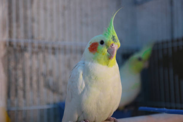 istock A handsome bird, with yellow feathers and a beak 1394768987