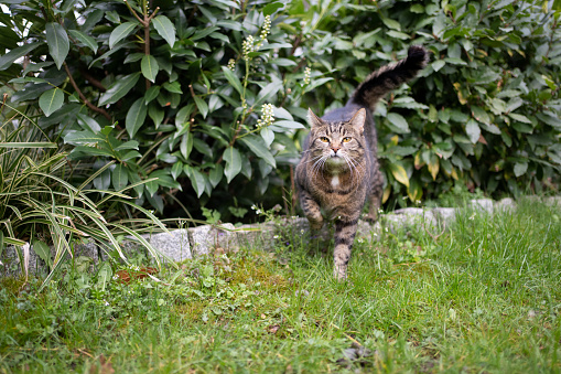 tabby cat on the hunt leaving bush outdoors