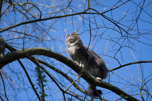 cat climbing on high tree against blue sky