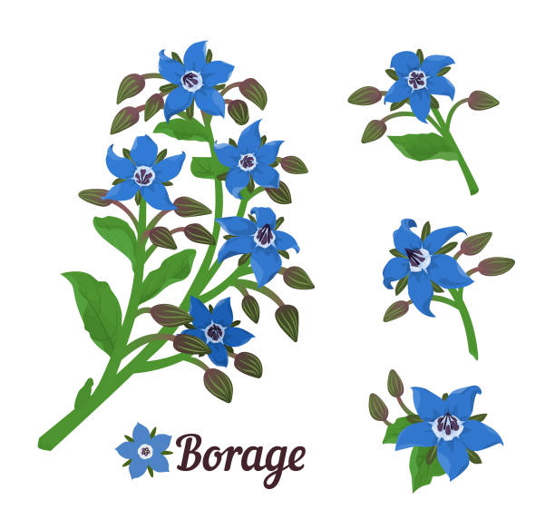 illustrations, cliparts, dessins animés et icônes de bourrache ou herbe de fleur d’étoile. branches avec des feuilles et des fleurs. éléments de conception botanique vectorielle - borage