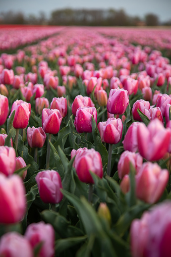 Purple coloured  tulip flowers in an agricultural field or garden in spring day from North Holland