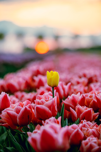 Dutch Spring scene of a single white tulip surrounded by red tulips in a flower garden against trees and dramatic cloudy after colourful sunrise time in Nord Holland, Europe. Individuality, difference and leadership concept.