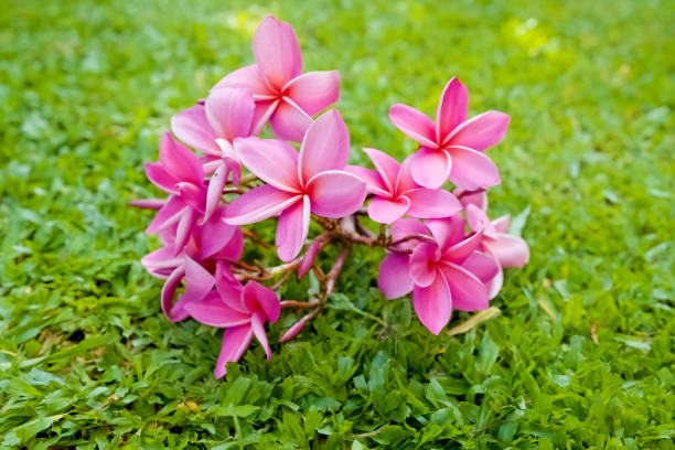 Pink Frangipani flowers on grass field.