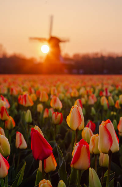 scène printanière hollandaise avec des champs de tulipes colorés et un moulin à vent au lever du soleil dans le nord des pays-bas - polder windmill space landscape photos et images de collection