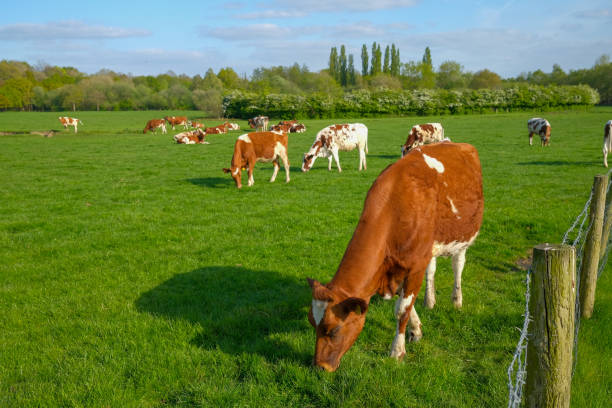 istock cows in the field next to Monton Village Eccles Manchester UK 1394771916