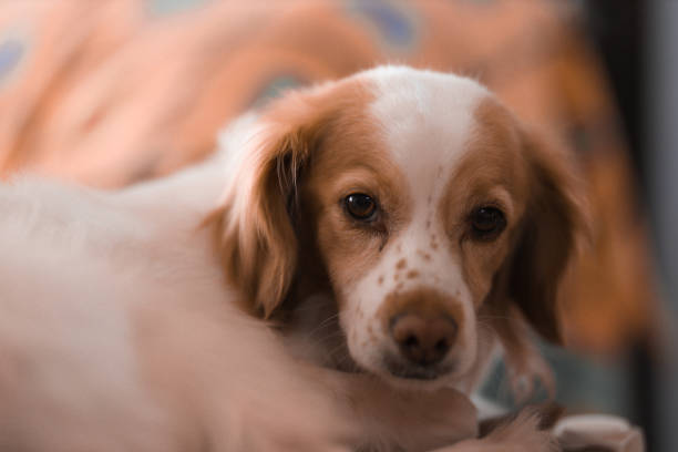 istock Cute kokoni dog posing for photoshooting 1394772073