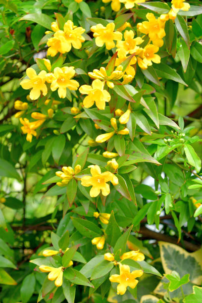 Carolina jasmine / Gelsemium sempervirens Flowers Carolina jasmine, also called ‘Gelsemium sempervirens’ (scientific name), is known for its brilliant display of fragrant, bright yellow flowers. This flowering plant in the family of Gelsemiaceae is native to southeastern United States and has beautiful emerald, green foliage. Its vine climbs beautifully on a trellises, arbors, fences and walls. gelsemium sempervirens stock pictures, royalty-free photos & images