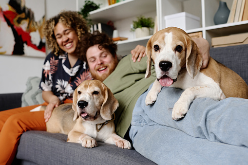 Portrait of pampered terriers lying on sofa together with their owner who lying on sofa and laughing with his girlfriend