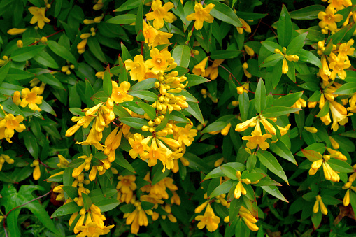 Carolina jasmine, also called ‘Gelsemium sempervirens’ (scientific name), is known for its brilliant display of fragrant, bright yellow flowers. This flowering plant in the family of Gelsemiaceae is native to southeastern United States and has beautiful emerald, green foliage. Its vine climbs beautifully on a trellises, arbors, fences and walls.