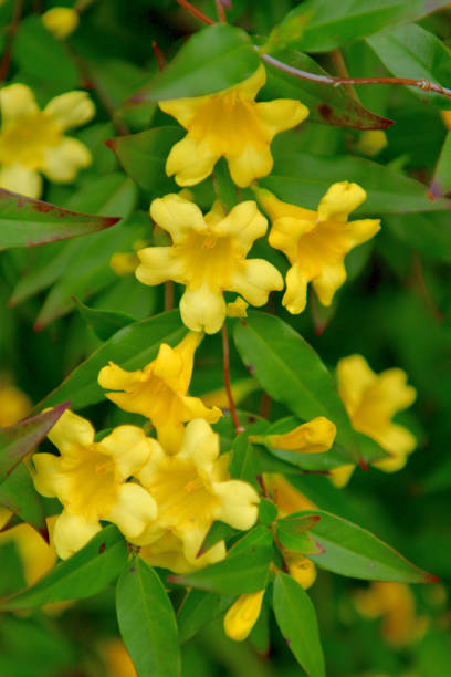 Carolina jasmine / Gelsemium sempervirens Flowers Carolina jasmine, also called ‘Gelsemium sempervirens’ (scientific name), is known for its brilliant display of fragrant, bright yellow flowers. This flowering plant in the family of Gelsemiaceae is native to southeastern United States and has beautiful emerald, green foliage. Its vine climbs beautifully on a trellises, arbors, fences and walls. gelsemium sempervirens stock pictures, royalty-free photos & images
