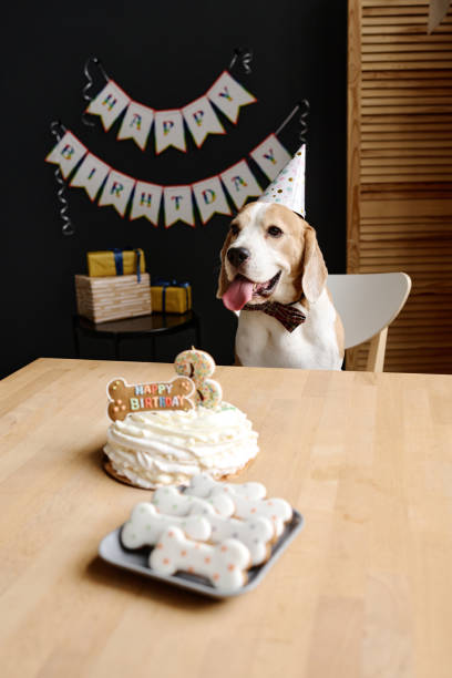istock Dog celebrating birthday with cake 1394772321