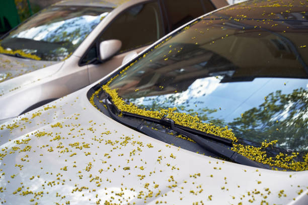 istock Car windscreen and wiper blade covered with small maple tree flowers in spring 1394773052
