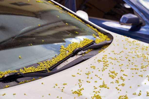 Car windscreen and wiper blade covered with small maple tree flowers in spring stock photo
