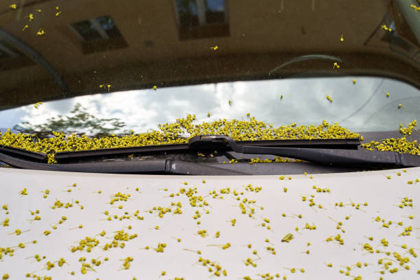 istock Car windscreen and wiper blade covered with small maple tree flowers in spring 1394773058