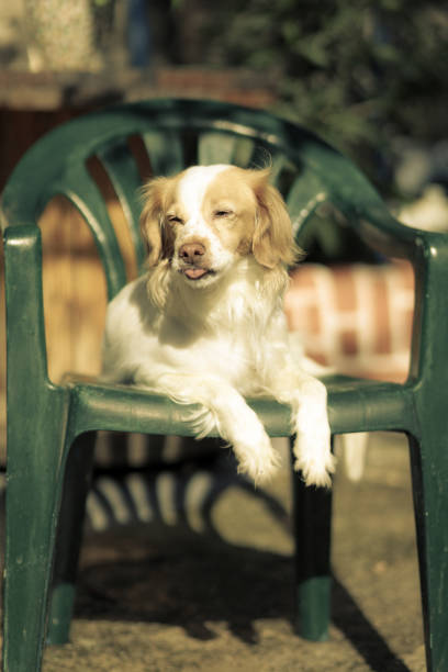 istock Cute kokoni dog posing for photoshooting 1394773145