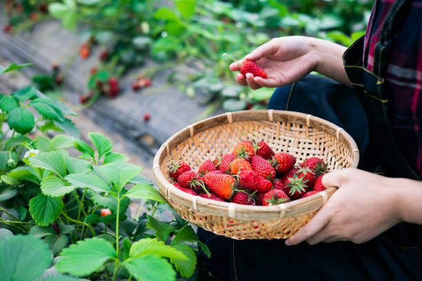 istock Farmer's hands picking organic strawberries 1394773172