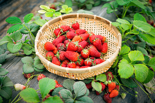Basket with strawberries on a garden wooden table